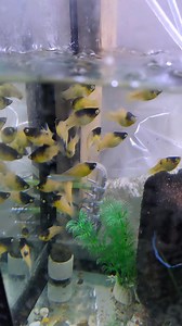 Extra large Bumble Bee platys | From Fry Fish Farm / aquarium & pond fish