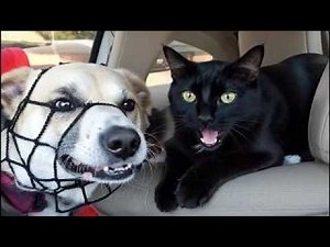 Best Pet Fails Ever | Best of FailArmy