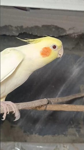 cockatiel singing | cockatiel sounds