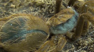 As a tarantula grows, its exoskeleton ruptures—and it sheds its skin. | National Geographic