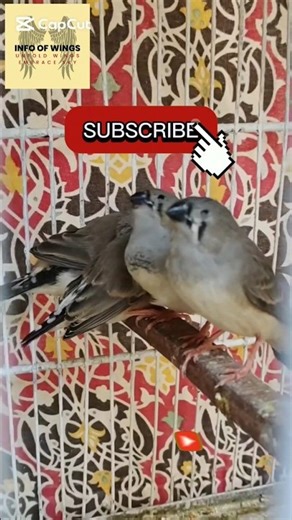 Exhibition Quality Finch Chick | Healthy Baby Finch Growth & Care