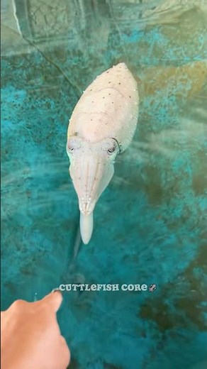 Cuttlefish Core 🦑#animals #funnyanimal #funny #foryou #cute #cuttlefish #youtubeshorts