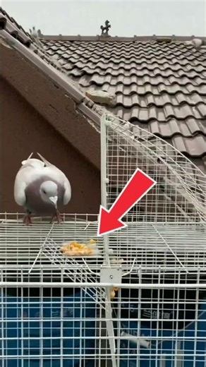 pigeon inside the cage #shorts #pigeon #shorts​feed