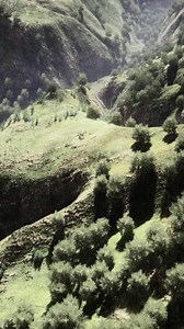 Aerial forest scenery European Fores