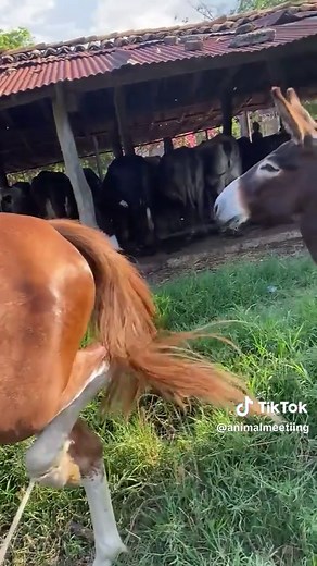 Funny Donkey Meeting Moments to Brighten Your Day