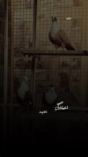 Ayaz Hussain on TikTok