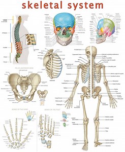 High-resolution Skeletal System Poster: Visual Guide (digital PDF) - Etsy