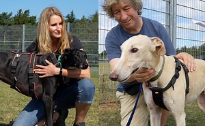 Gegen Tierquälerei: Mittelfranken retten spanische Galgo-Hunde