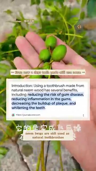 The Bitter Leaf of a Thousand Uses #neem