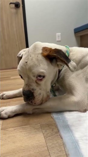 Overbred, Starving, Emaciated, And In Such Horrific Condition That She Can Only...[STORY BELOW]