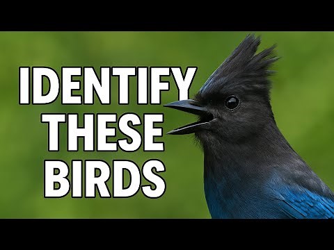 Identify These Birds! Most Common Backyard Species Explained