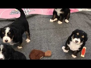F1 Bernedoodle puppies