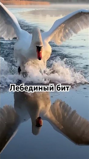Лебединый бит от нашего Алеся сегодня на рассвете. #лебедь #nature #swans #birds #бит #лебедь #swan