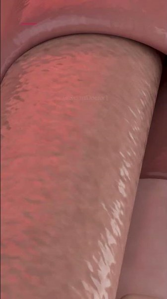 The Secret Path From Throat to Stomach ⚡