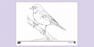 Bird Colouring Sheet