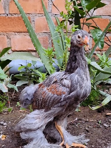 Beautiful Brahma Chickens in Peru