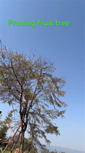 Pruning fruit trees is one of the most important steps to get healthy trees and better fruit 🍎🍑