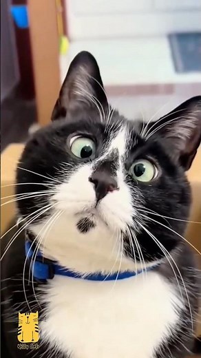 Funny Cat & Cute Kittens867😻 #shorts #kucing #kucinglucu #funny #pet #cat #foryou #viral #viralvideo