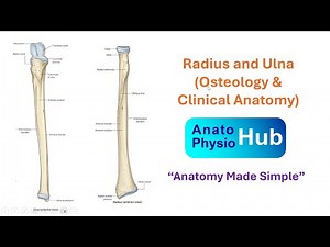 Osteology of the Radius and Ulna