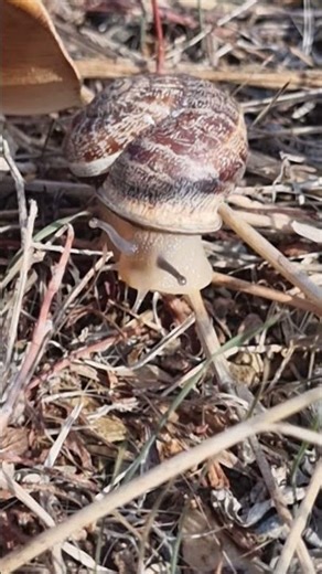 This Snail Moves in an Unreal Way 😮🐌