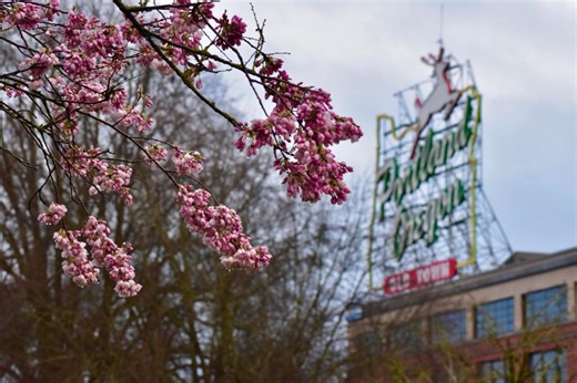 What you need to know about Portland’s peak cherry blossom times