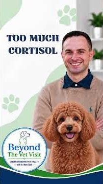 What Actually Happens With Cushing’s Disease in Dogs?