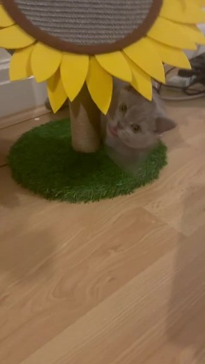 Lila playful x#fyp #foryoupage #britishshorthair #cats ##awww