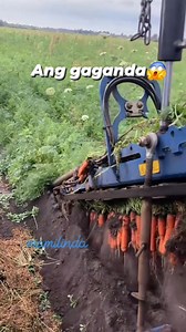 #harvesting #Amazing #abundantblessings #carrots #hightechmachine #highlights #lindabarcelita | Linda Barcelita