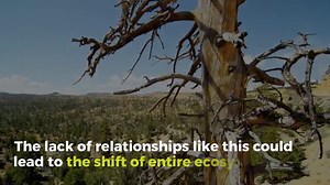 Interactions between small organisms are “keystone” interactions that scale up to shape whole ecosystems - Binghamton News