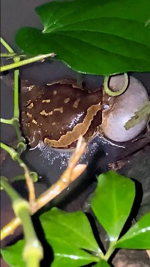 The croaking of frogs and toads