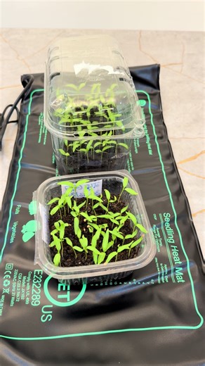 Seedling Propagation Techniques for Home Gardeners