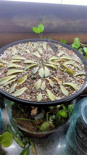 Easy Lotus Succulent Propagation at Home 🌱✨#LotusSucculent #SucculentPropagation #LeafPropagation