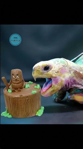 THIS GIANT TURTLE IS EATING A VERY UNUSUAL CAKE #ASMR #Cake