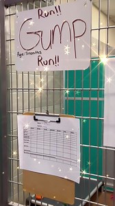 8.8K views · 221 reactions | Just some of the awesome pups waiting for their forever homes. See them all and apply at pawcares.org | PAWS Animal Adoption Center | Facebook