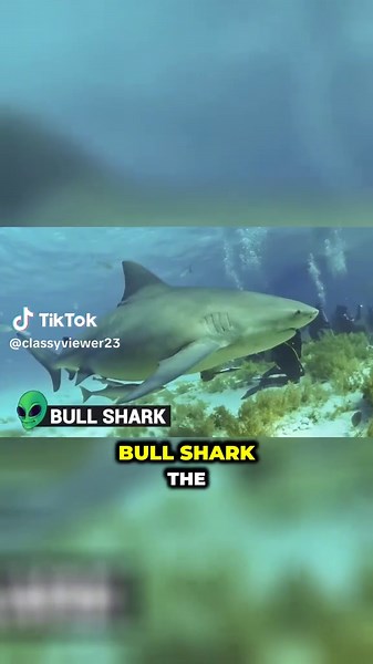 Bull Sharks: The Apex Predators of the Amazon River