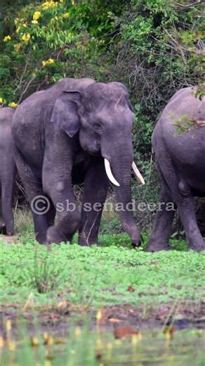 පොඩියට හිටියට යකෙක් තමයි#shortvideo#elephant#documentary #wildlife#nature #wildlifephotography#viral