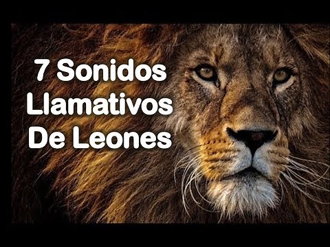 7 Sonidos Llamativos de Leones