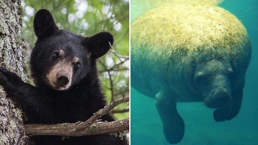 What are the Alabama State Animals? - Foreign USA