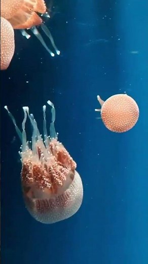Why Jellyfish Are the Weirdest Creatures Alive – Crazy Facts!