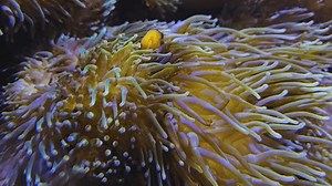 Close View Sea Anemone Slowly Moving Stock Footage Video (100% Royalty-free) 3514519833 | Shutterstock