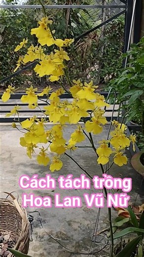 How to separate a Phalaenopsis orchid plant and transplant it into a new pot #shortsfeed #shortsv...