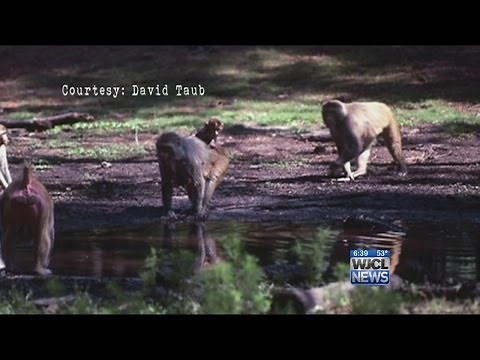 WJCL reveals the truth about Monkey Island
