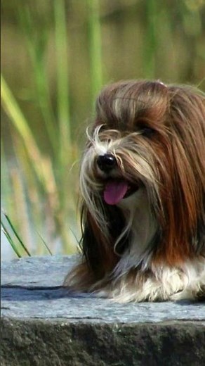 Havanese - Service Dog for Hearing Impaired