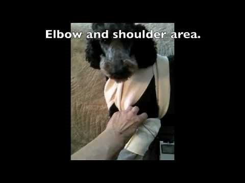 Canine TENS Unit Example