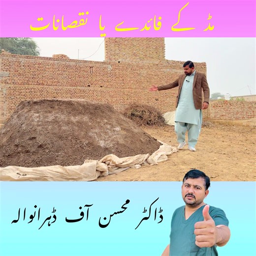 Funny Mud Videos Featuring Cows and Dogs