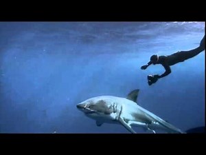 Great White Shark 3D