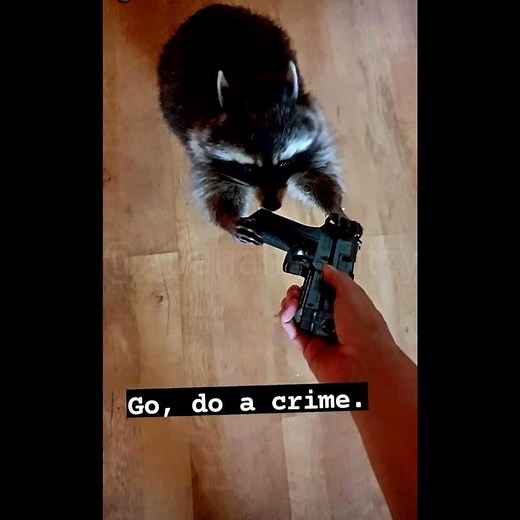 Go, do a crime.