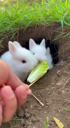 Watch this adorable bunny hop into your heart #rabbit #cute #pets