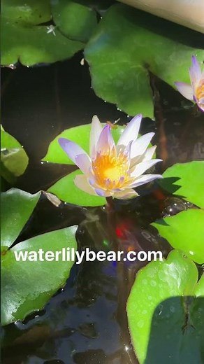 Dwarf Waterlilies Ideal For Small Ponds : Dauben & Murasaki Shikibu