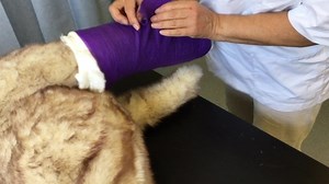 Applying the Robert Jones bandage